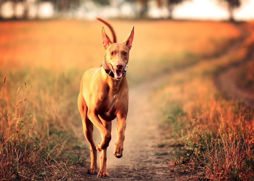 Pharaoh hound running in field at sunset on a country road.