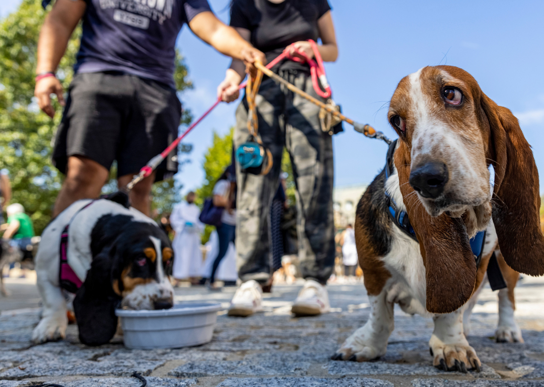 Dogs being walked on leashes, stopping for a drink of water.