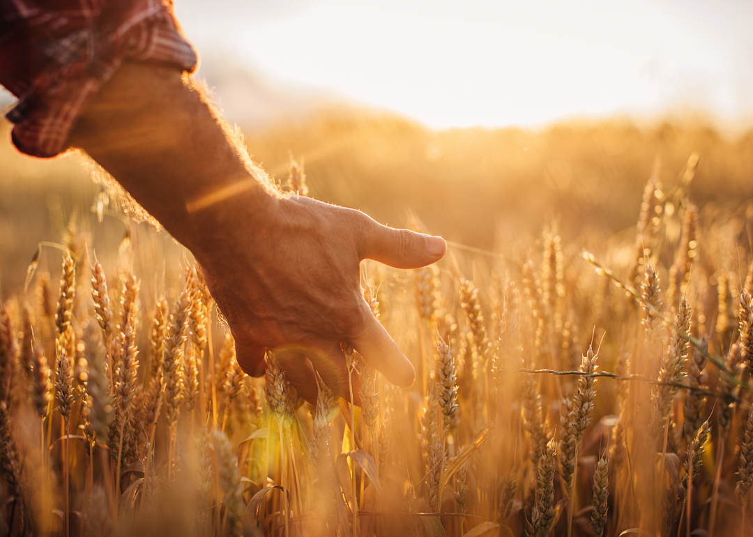 Close up of a farmer's hand examining wheat crops in field.