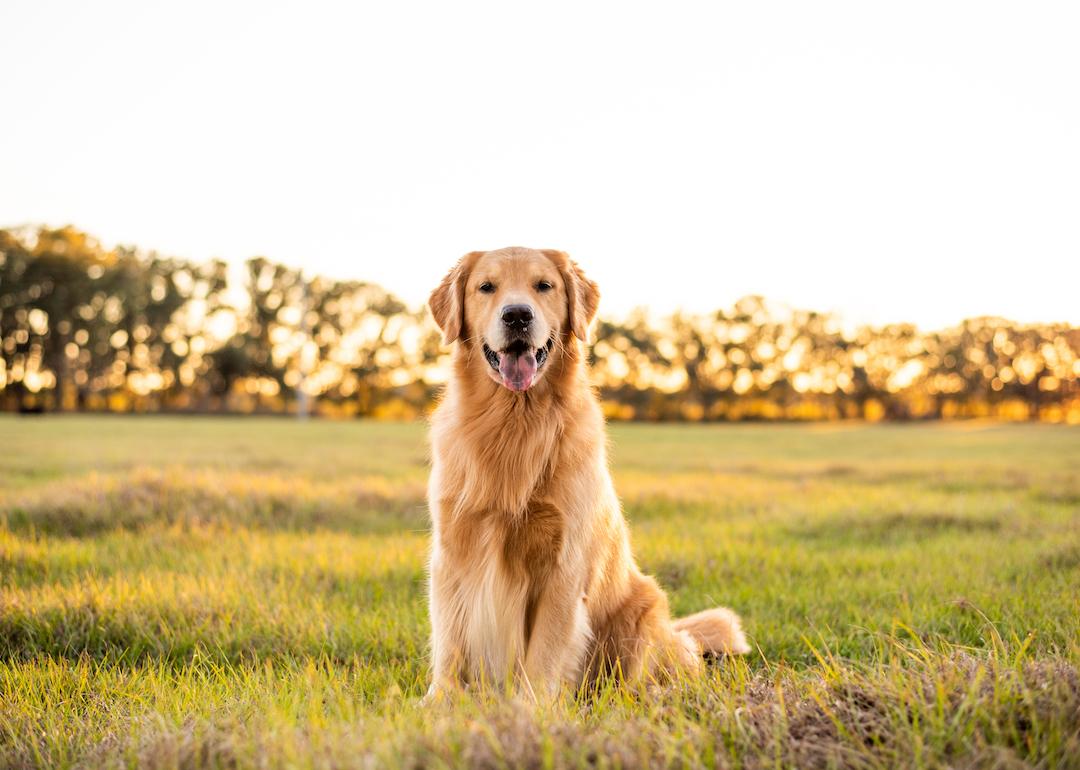 Golden retriever enjoying the outdoors in a large grass field at sunset.