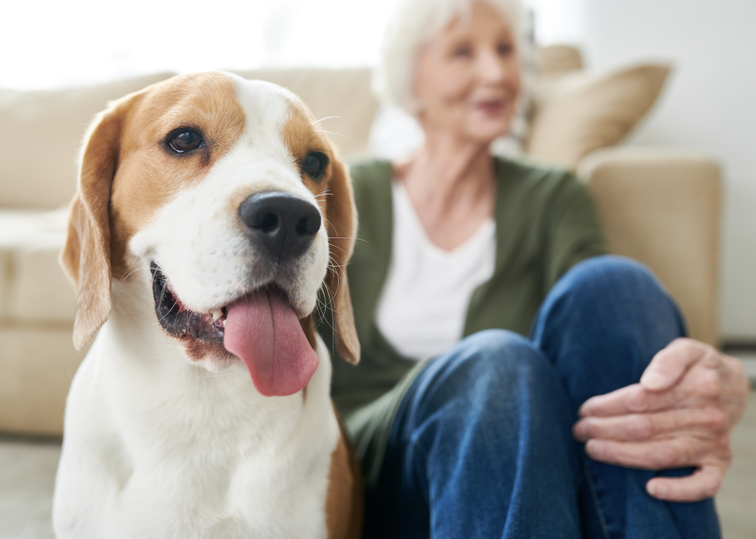 A beagle sitting with his older owner.