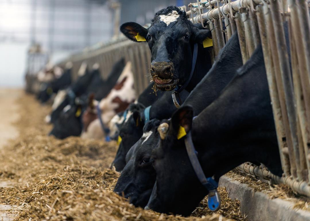 Modern cowshed with a row of cows eating.