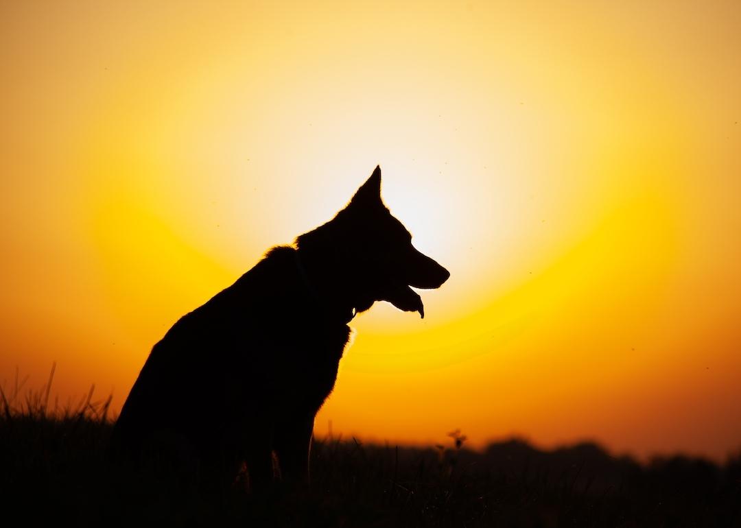 Outline of a dog at sunset