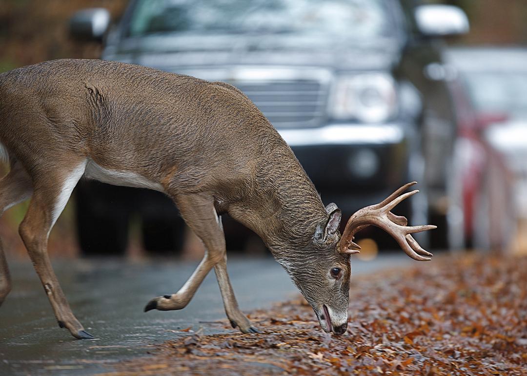 A white-tailed deer munching on leaves on a road side with cars approaching.