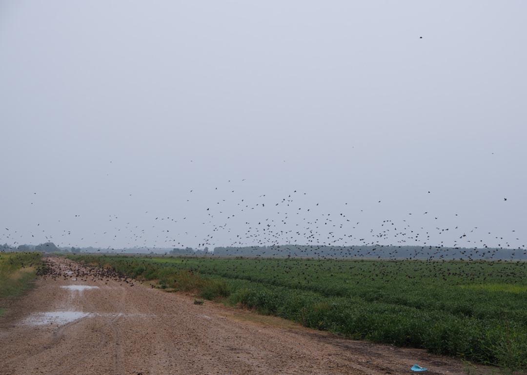Blackbirds flying over summer rice fields.