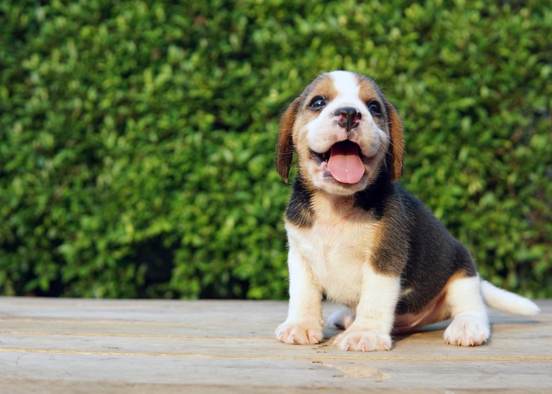 Box of beagle puppies