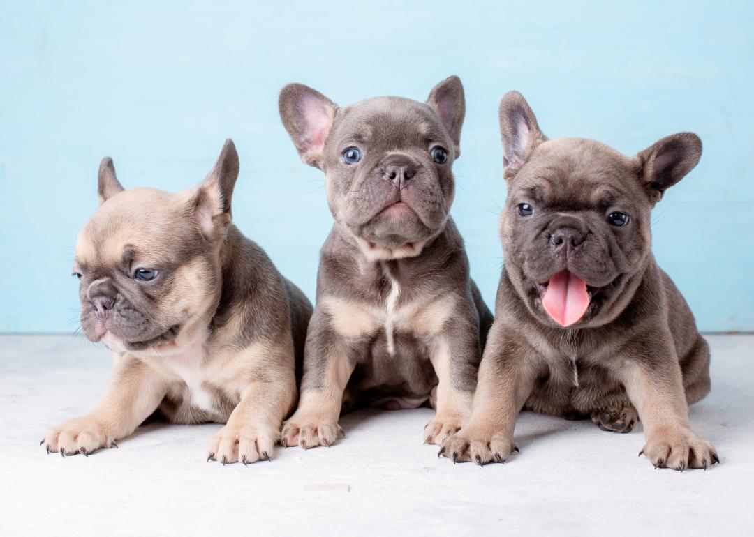 Three french bulldog puppies 