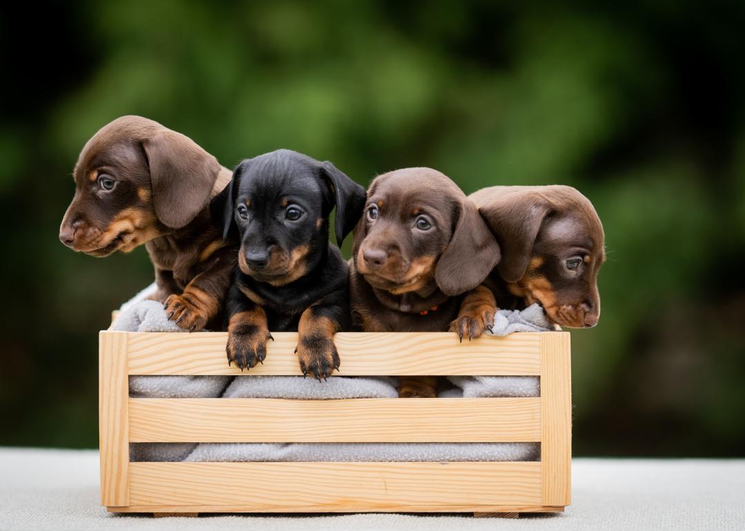 A box filled with daschund puppies