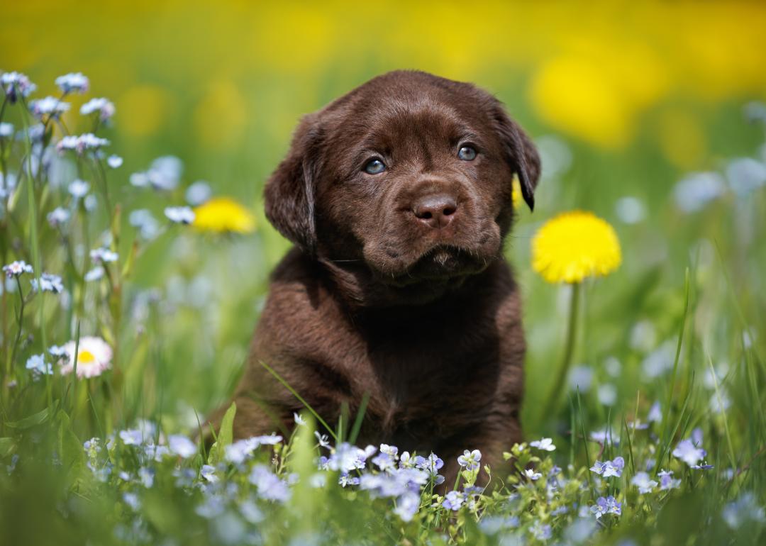 Chocolate lab sits in grass
