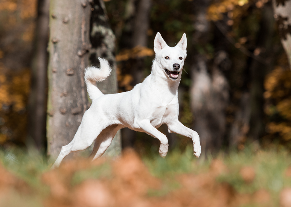 Caanan dog running in the park.