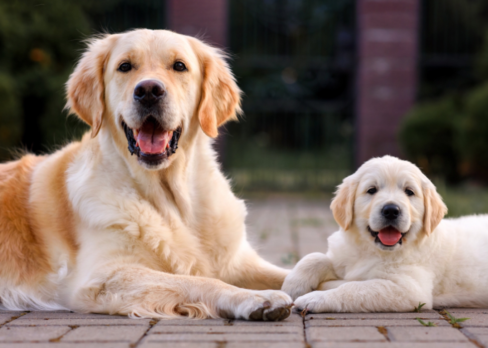 Senior dog and puppy sitting together.