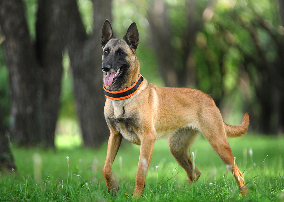 Belgian Shepherd Malinois standing in the forest.