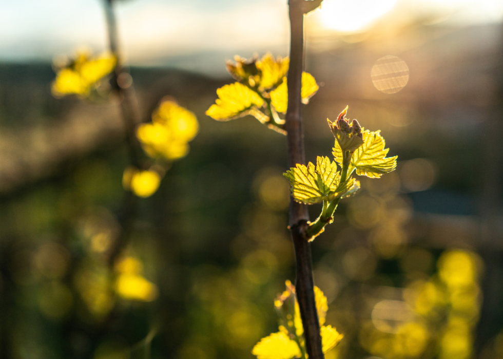 Close up on young grape vines