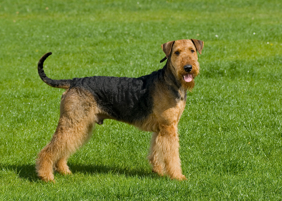 Airedale terrier in a meadow.