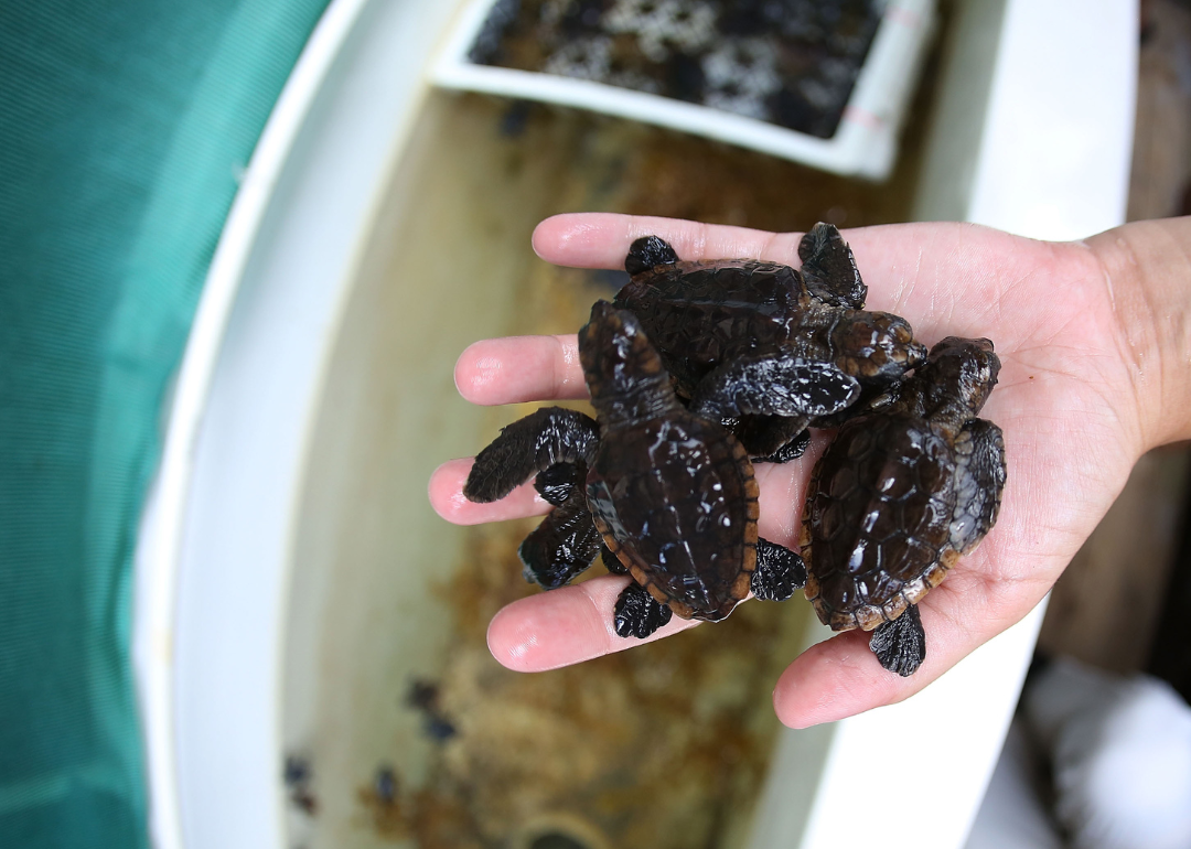 A marine turtle specialist holds baby sea turtles.