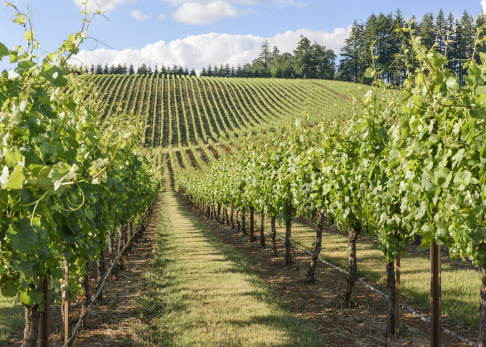 Oregon vineyards