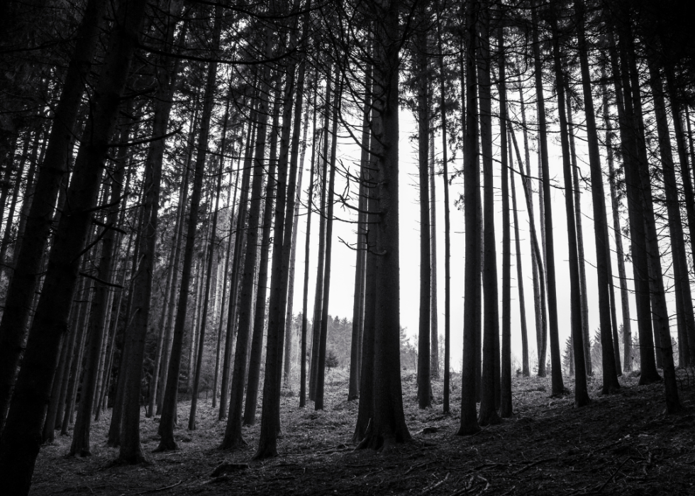 Dark, wooded forest area with minimal light