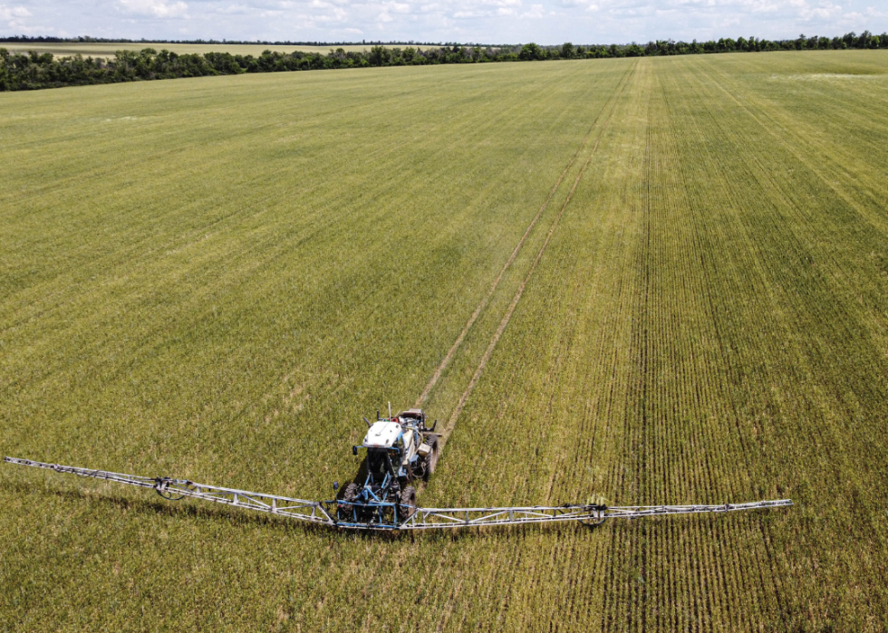 Wheat field in Odessa, Ukraine