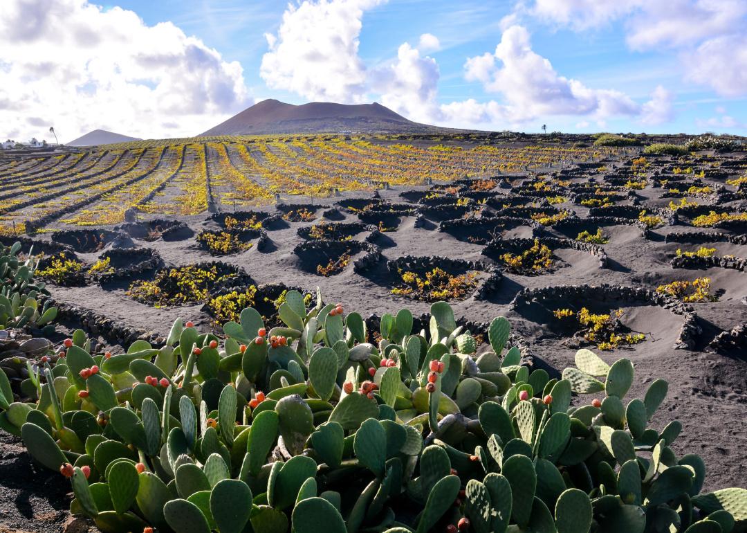 Vineyards in La Geria Lanzarote