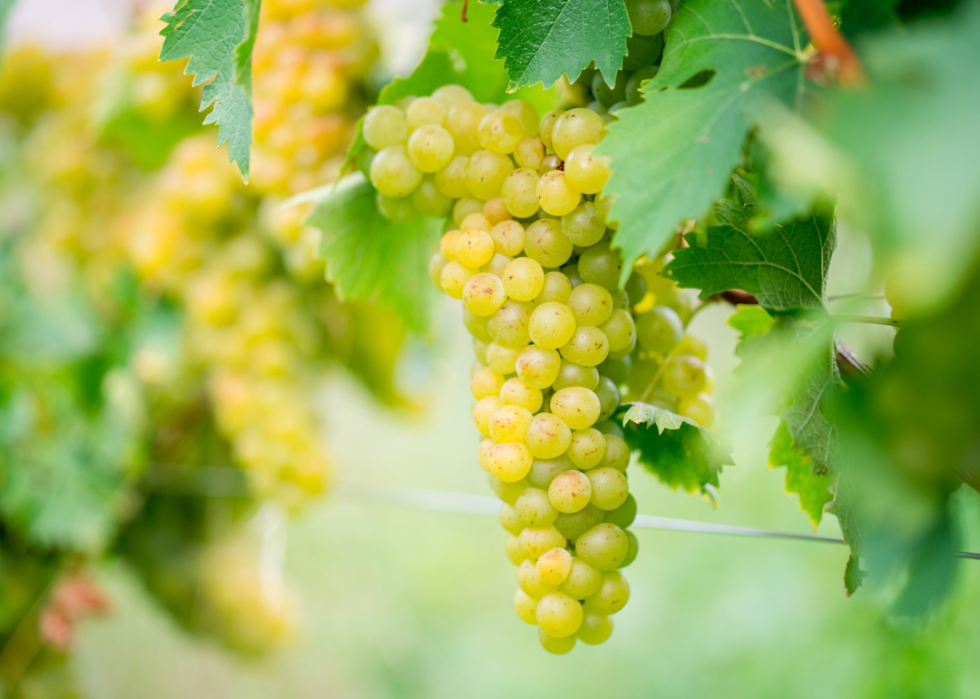 Chardonnay grapes