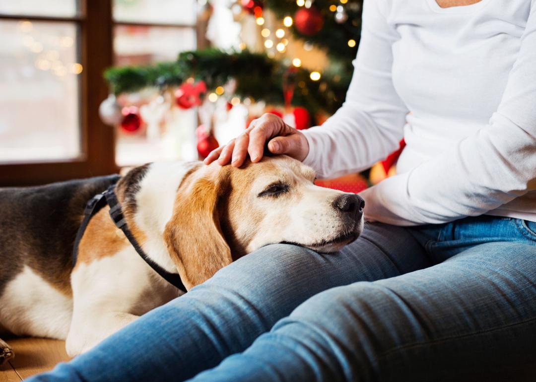 Woman with senior dog at Christmas tree.