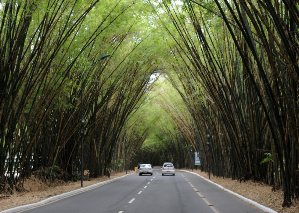 Bamboo tunnel at Salvador Airport
