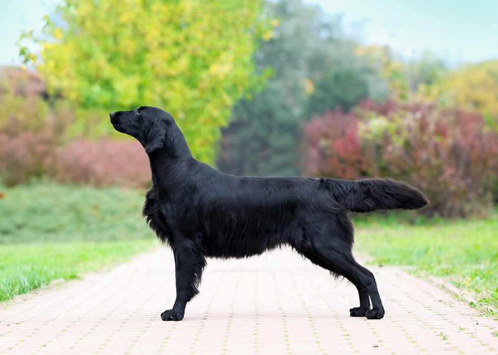 Black flat coated retriever poses for portrait.