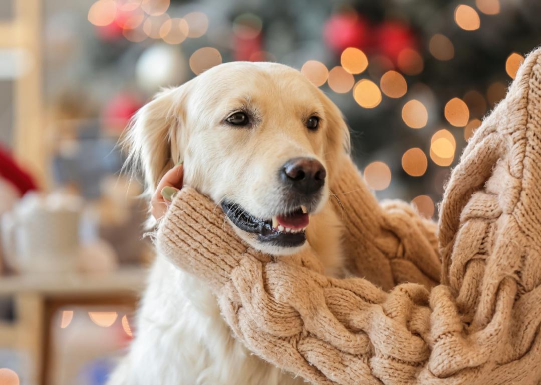 Person in sweater pets dog in front of holiday tree.