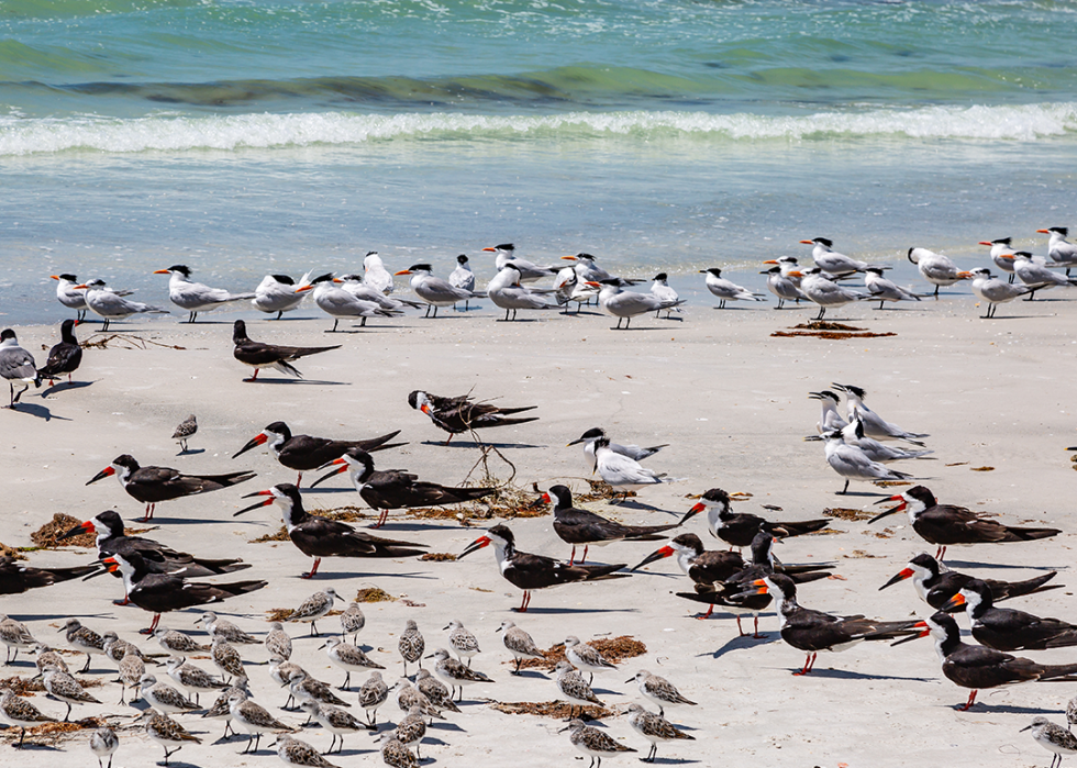 Sandpipers, Black Skimmers and Laughing Gulls on a sandy beach.