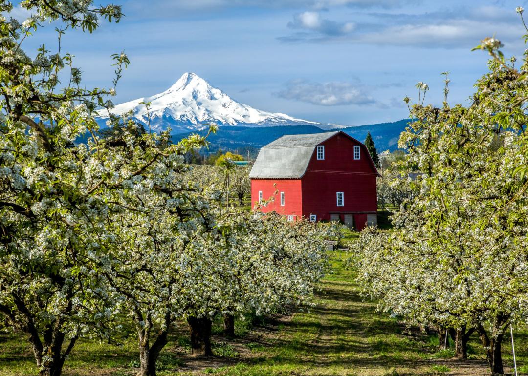 Red barn in Hood River Valley surrounded by pear blossoms.