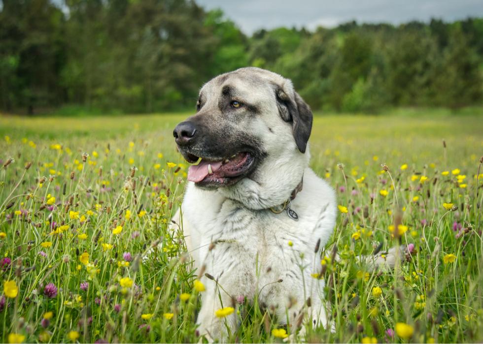 An Anatolian shepherd lays in a grassy meadow filled with tiny yellow and purple wildflowers.