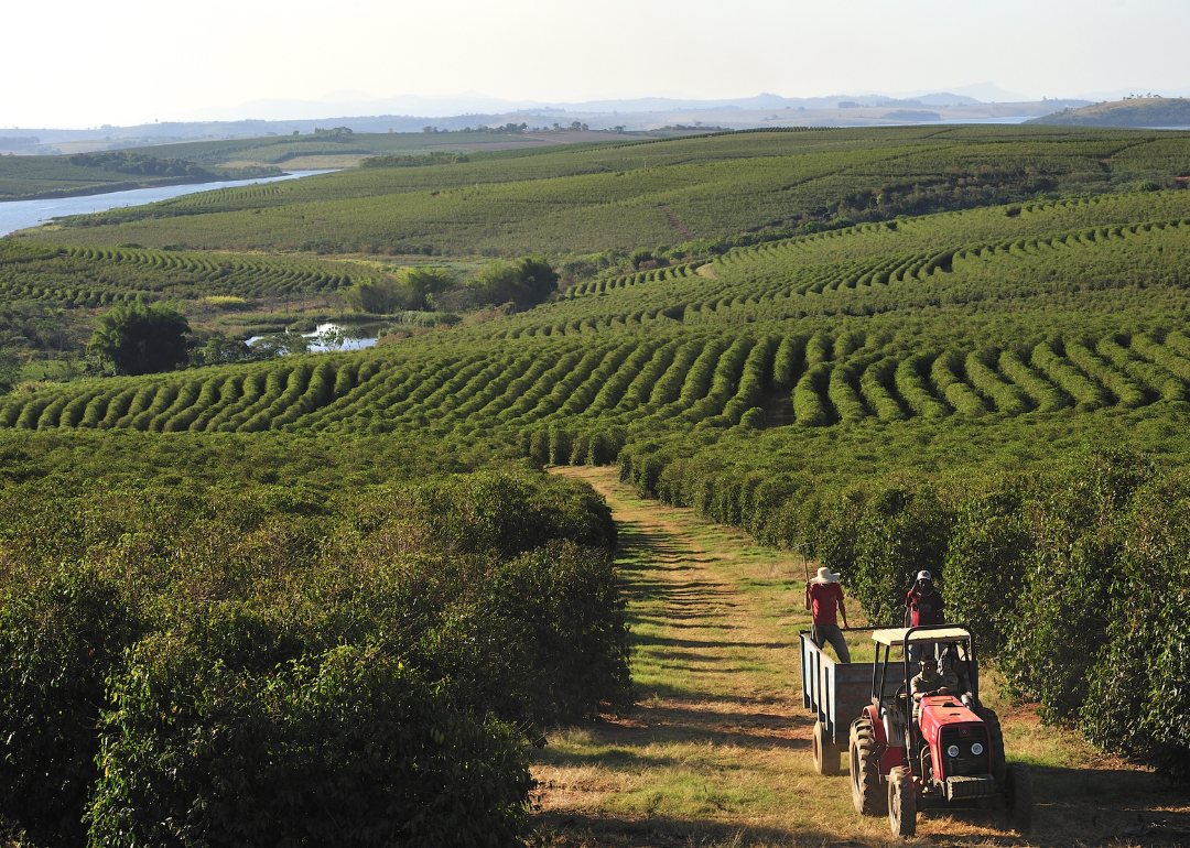 Coffee plantation in Alfenas.