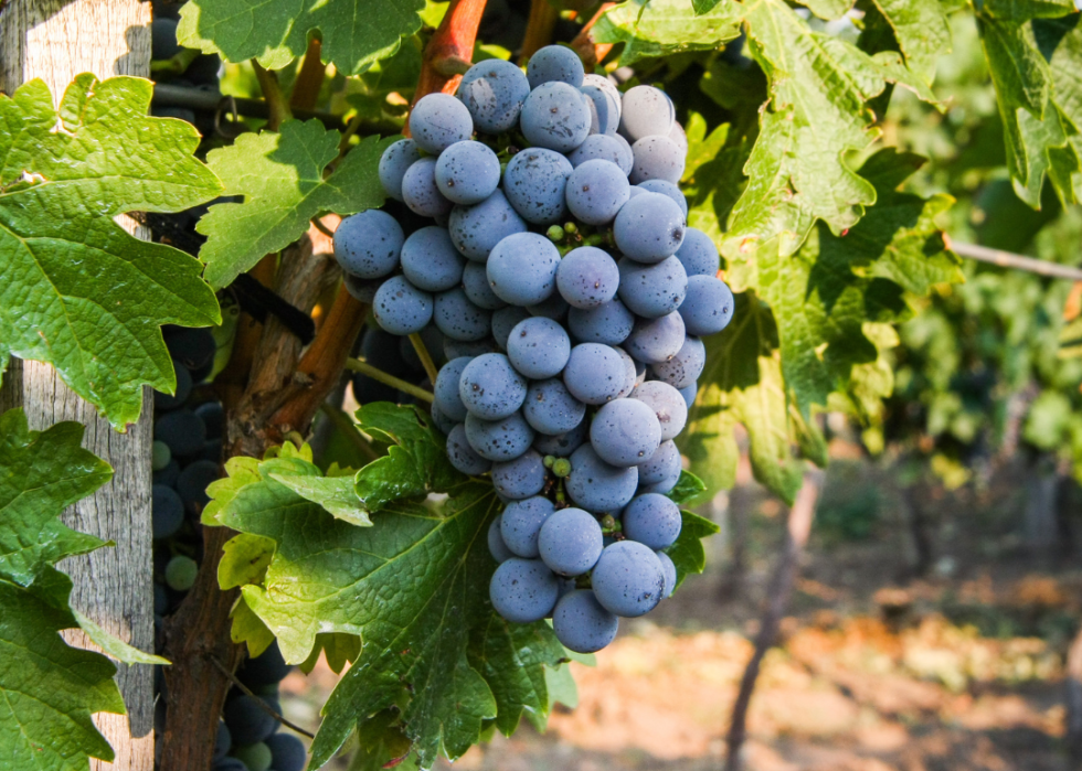 Cabernet sauvignon grapes