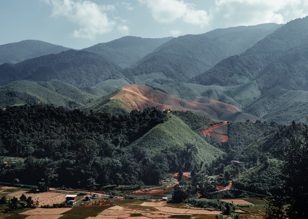 Coffee plantation in Nan province.