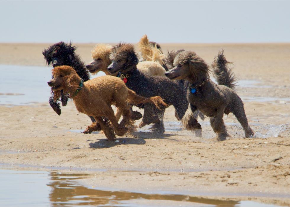 A group of six different-colored poodles run together on the beach.