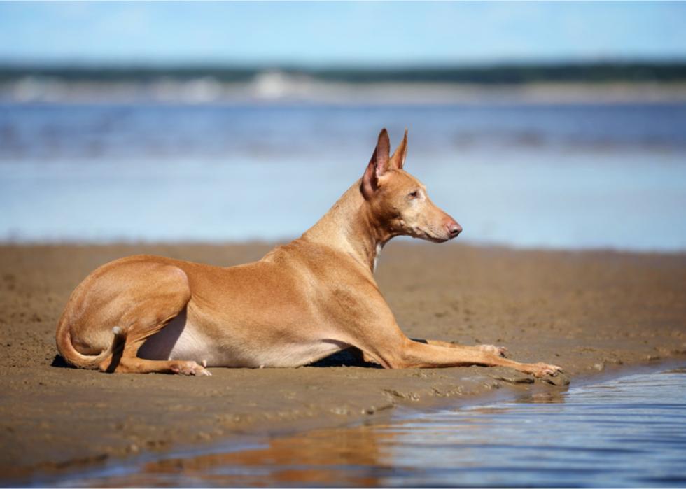 Pharaoh hound lays on the beach.