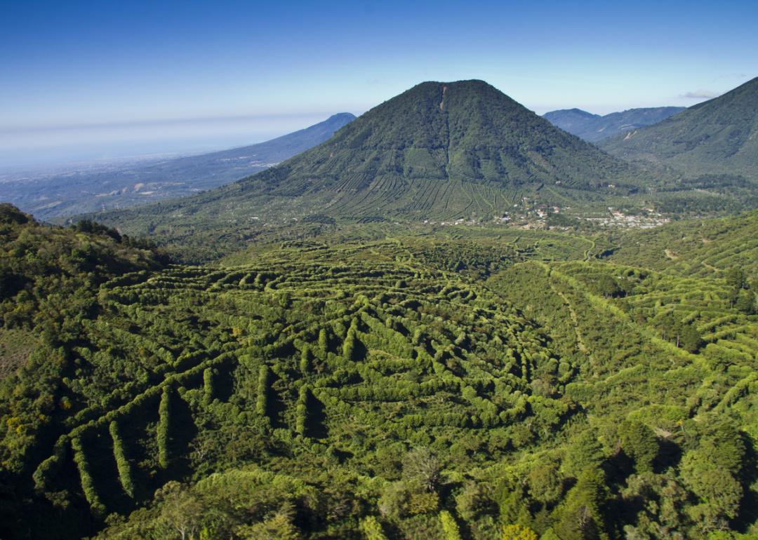 Coffee growing in mountains of El Salvador.