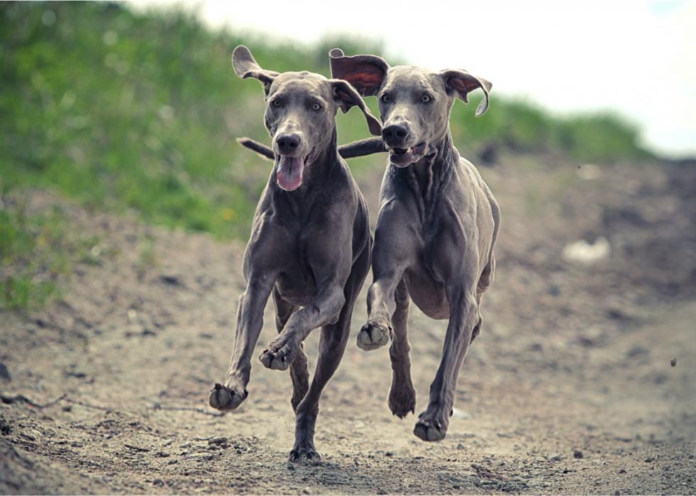 Two Weimaraners run together along a dirt path.
