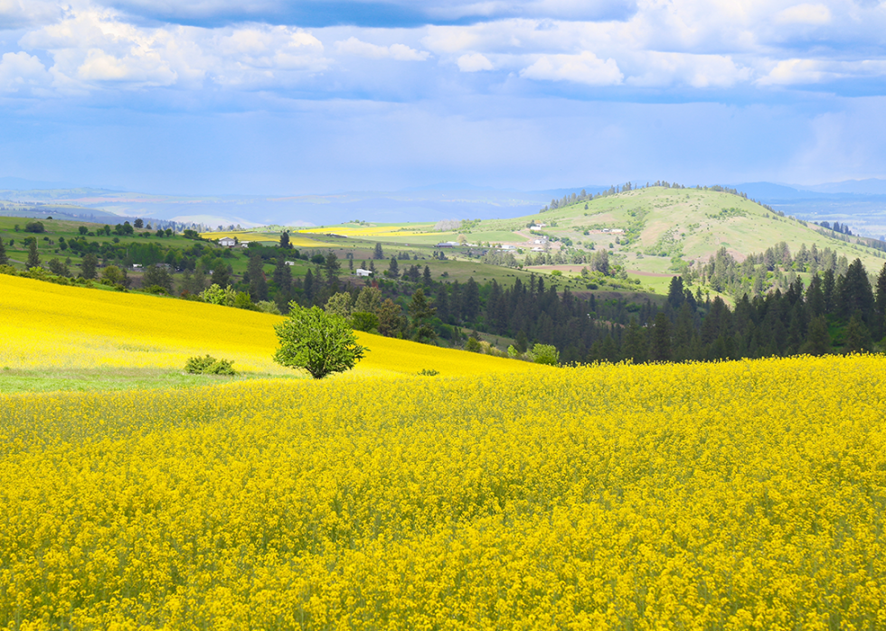 Canola flower fields in Grangeville.