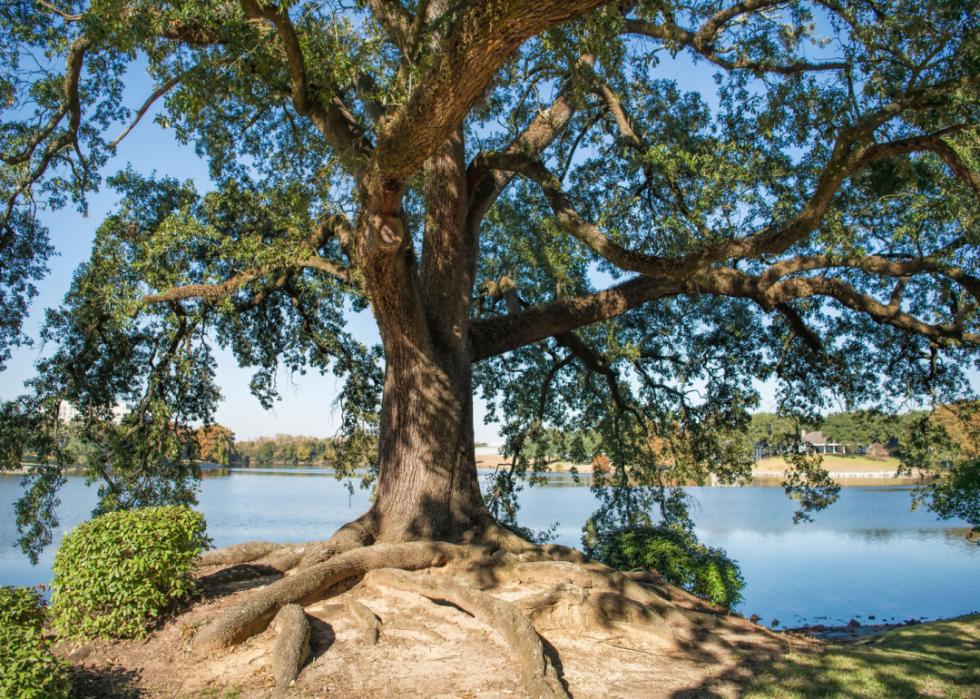 A beautiful old tree.