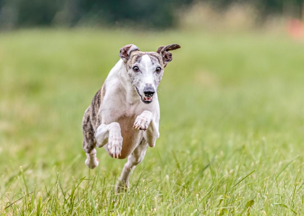 A whippet runs through a grassy field.