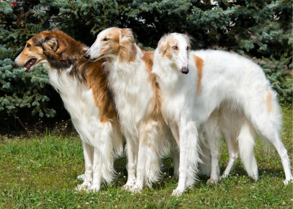 Three borzois stand on the grass shoulder to shoulder.