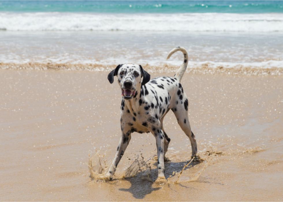 A Dalmatian splashes in the water on a sparkling beach.