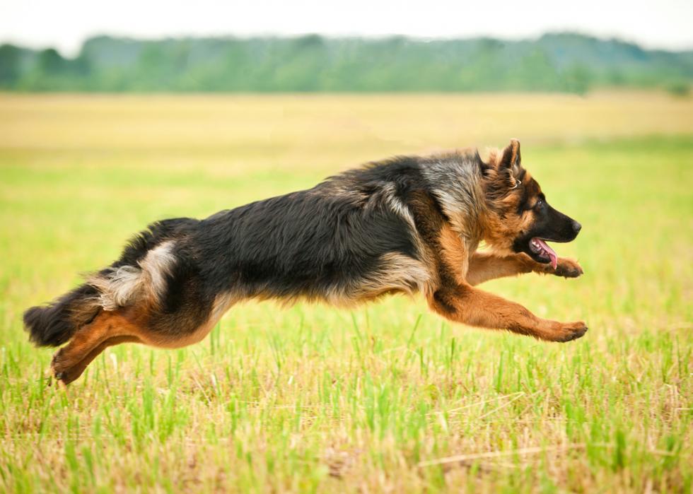 A German shepherd athletically jumps through the air in a grassy meadow.