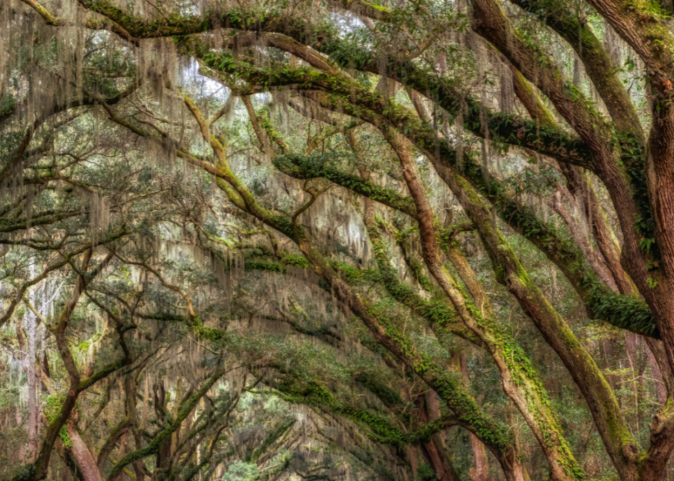 Old growth oak trees in Louisiana
