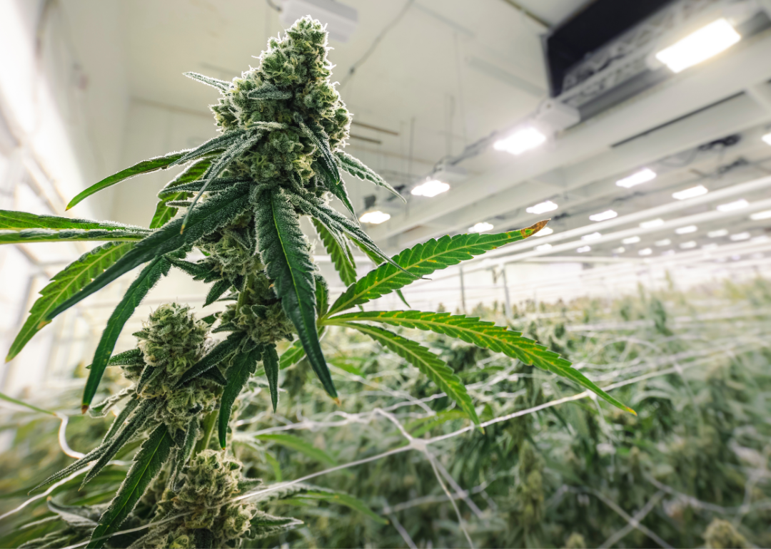 A Cannabis Plant in a brightly lit greenhouse.