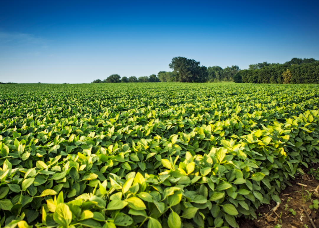 A field of soy bean crops on a farm.