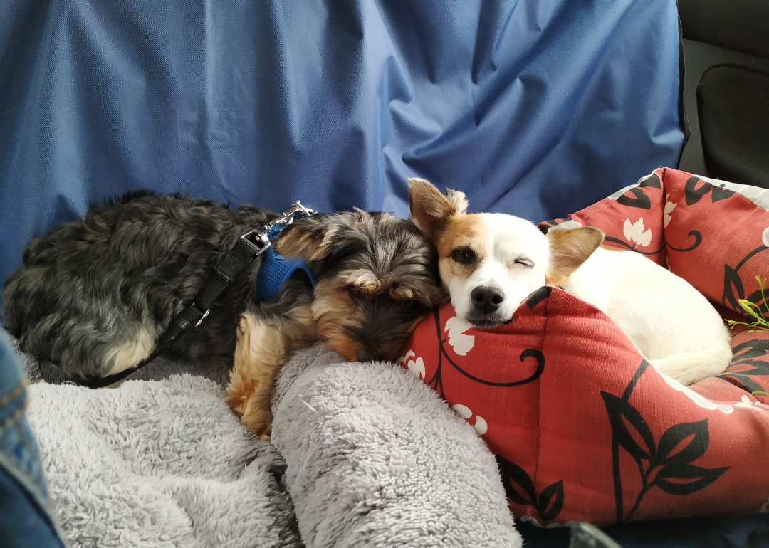 Two terriers sleeping side by side in the back seat of a car.