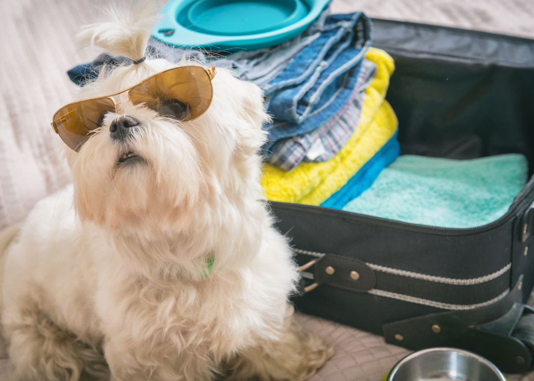 A white fluffy dog wearing sunglasses sitting beside an opened, half-packed suitcase.