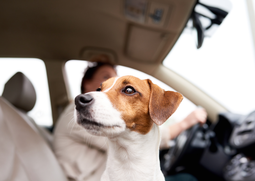 A terrier looking out the window of a car.